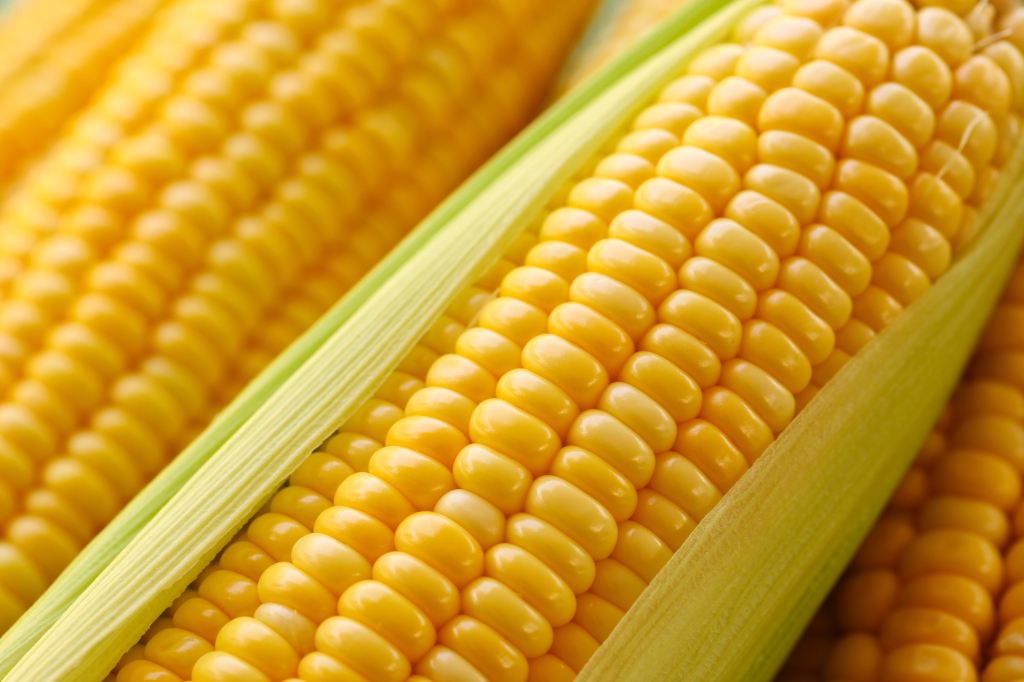 粗脂肪测定仪分析3大因素对玉米品质的影响