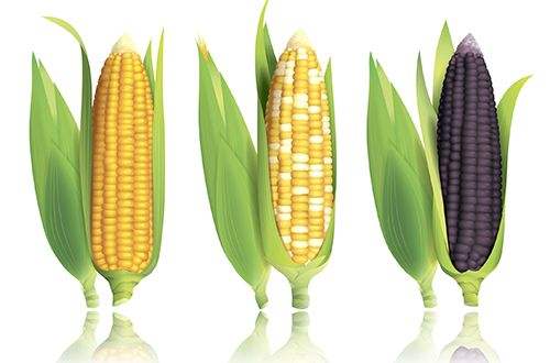 粗脂肪測定儀分析3大因素對玉米品質的影響